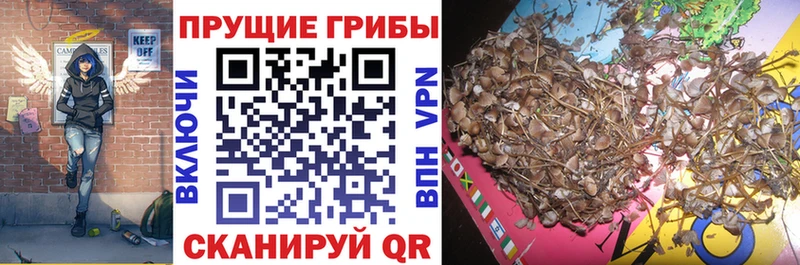 Галлюциногенные грибы Psilocybe Заозёрск